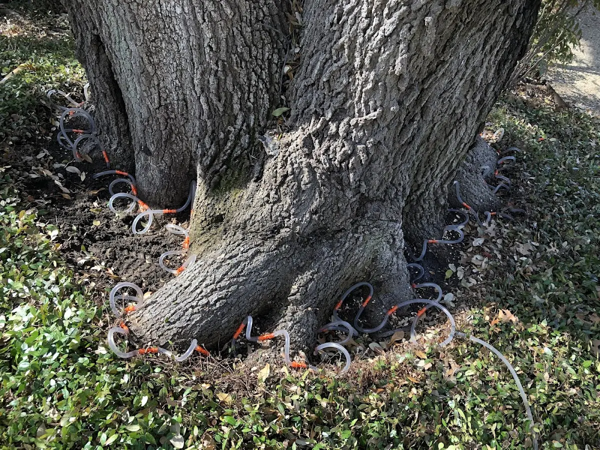 Detailed Tree Cabling and Bracing job site in Harrington