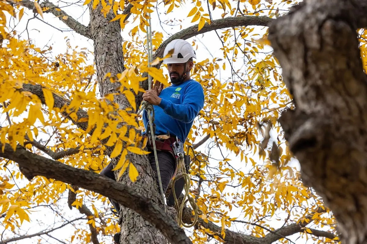 Skilled Dead Tree Removal crew working in Harrington